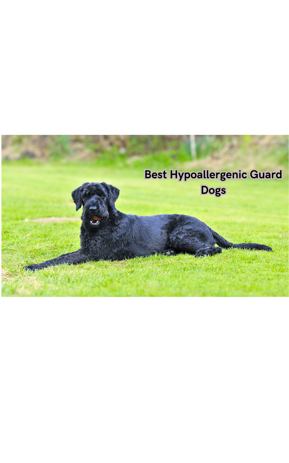 Hypoallergenic guard deals dogs