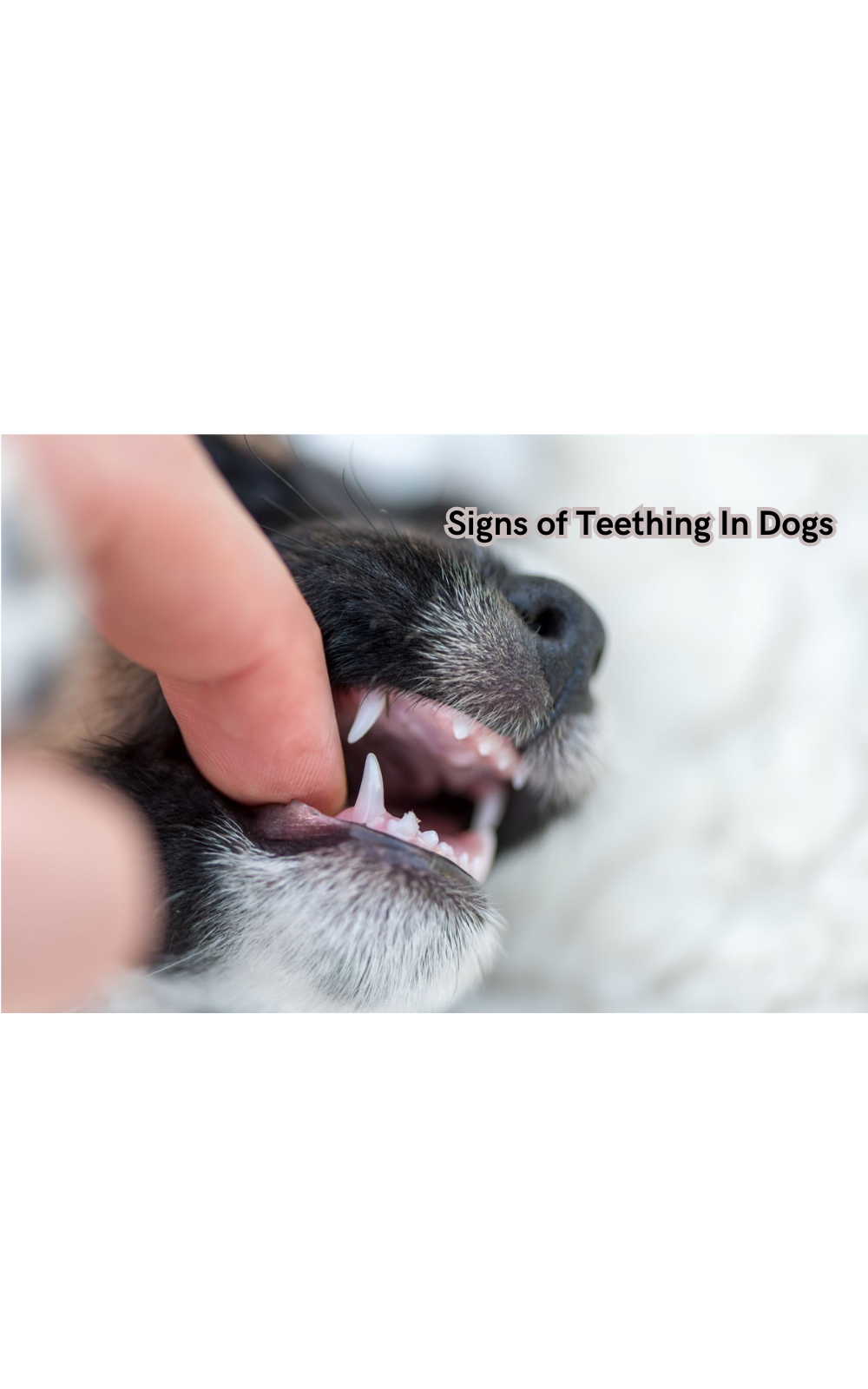 Bad breath best sale in teething puppies