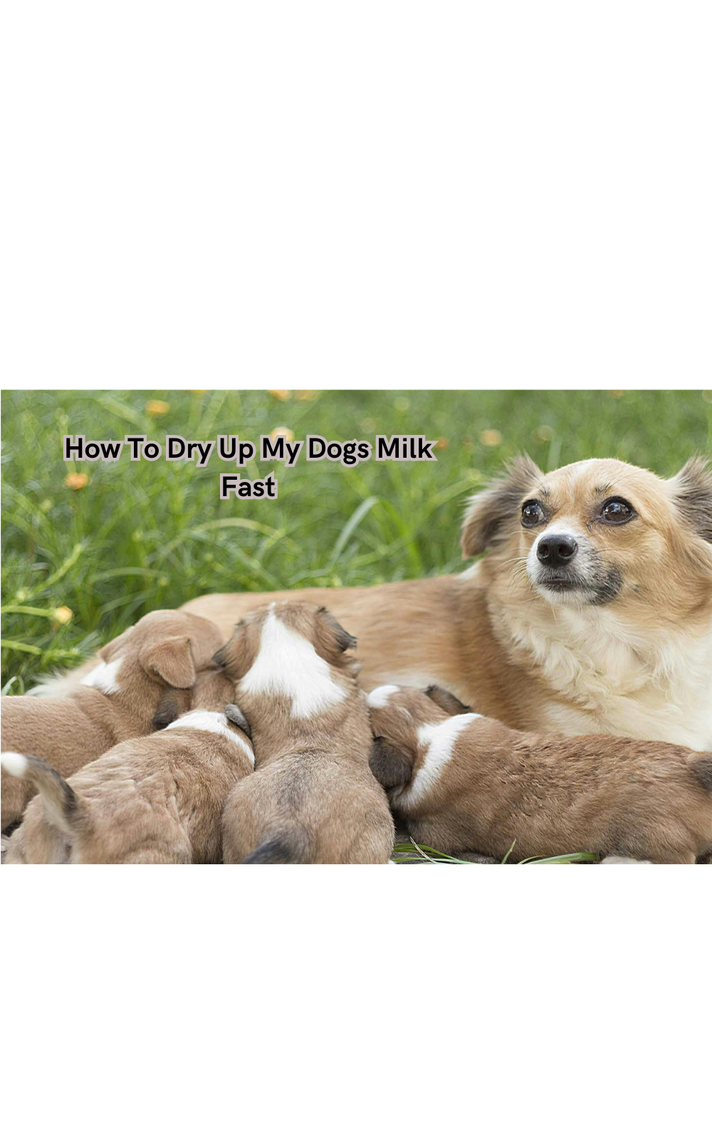 how-to-dry-up-my-dogs-milk-fast