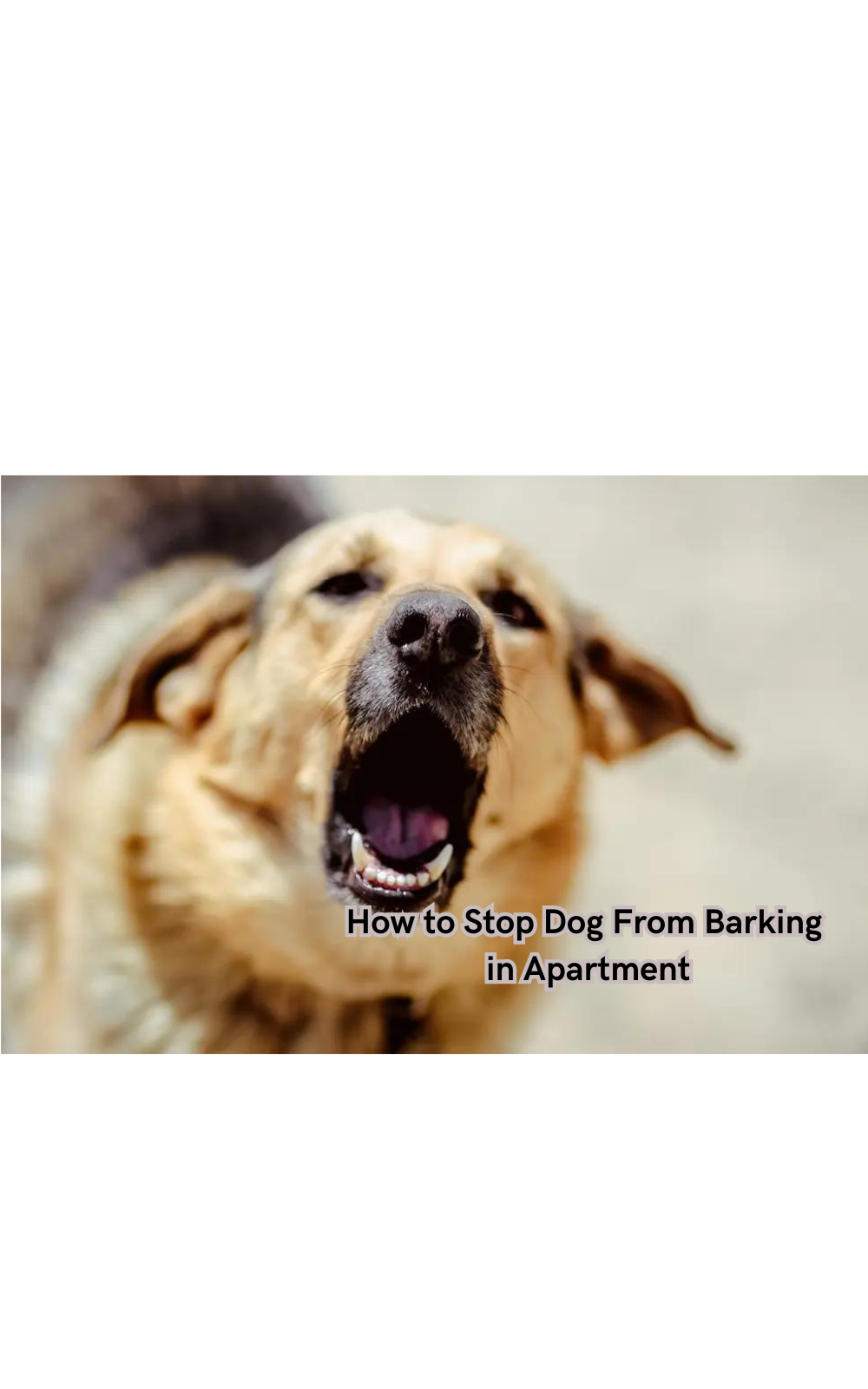 How to stop dog barking hot sale in apartment