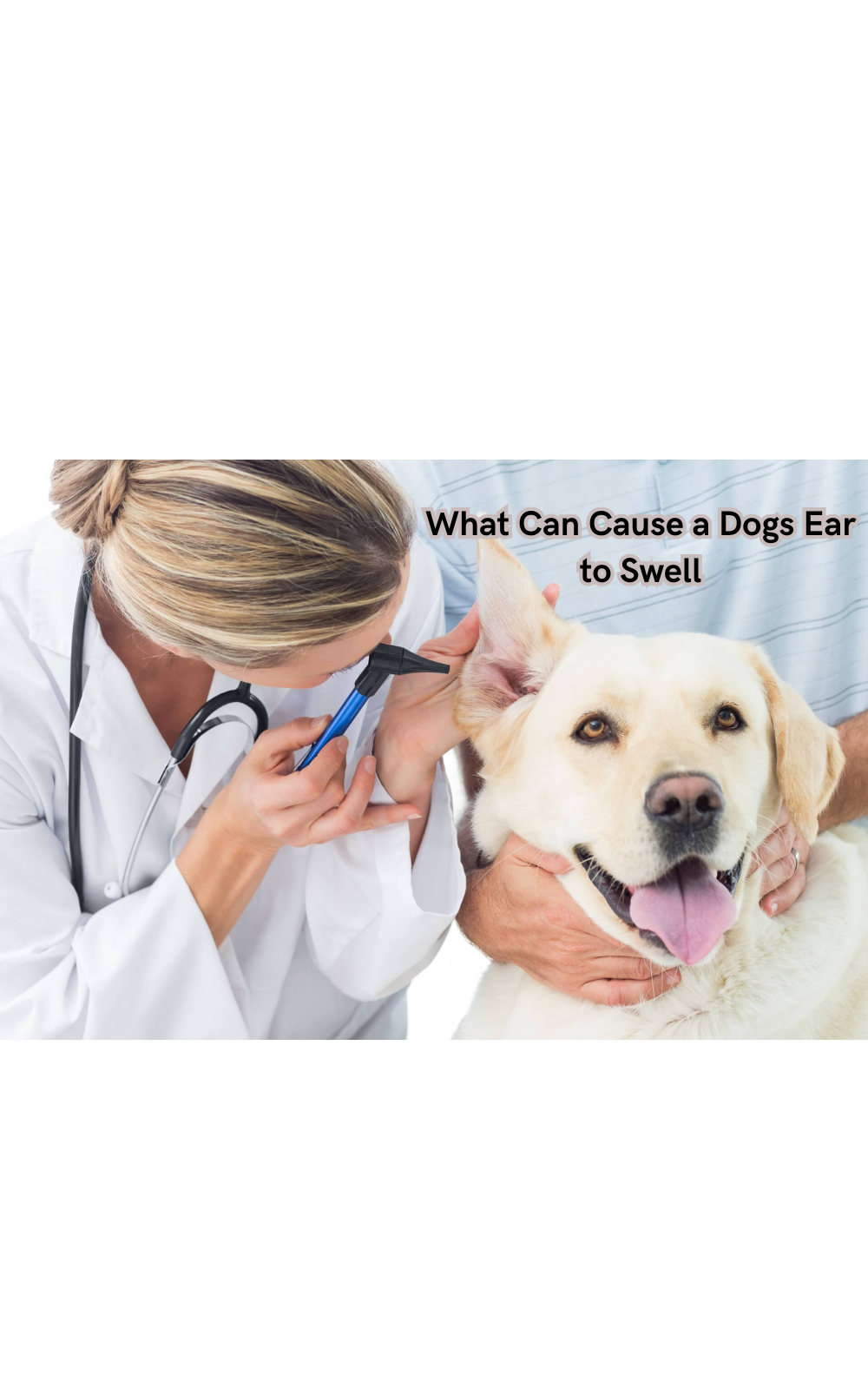 What Can Cause a Dogs Ear to Swell