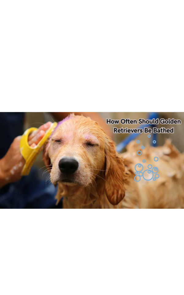 How Often Should Golden Retrievers Be Bathed