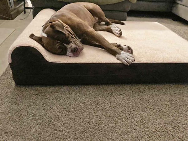 From Restless to Restful: Our Best Orthopedic Dog Bed for Senior Dogs