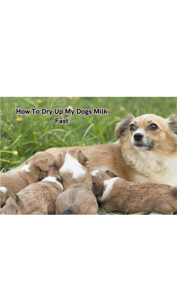 How To Dry Up My Dogs Milk Fast