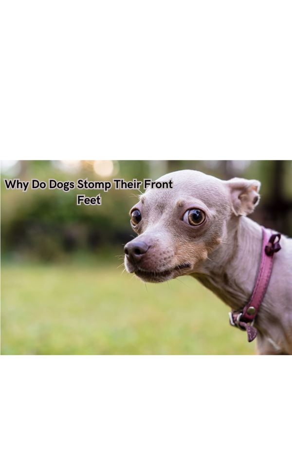 Why Do Dogs Stomp Their Front Feet