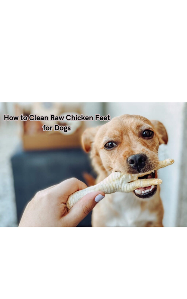 How to Clean Raw Chicken Feet for Dogs