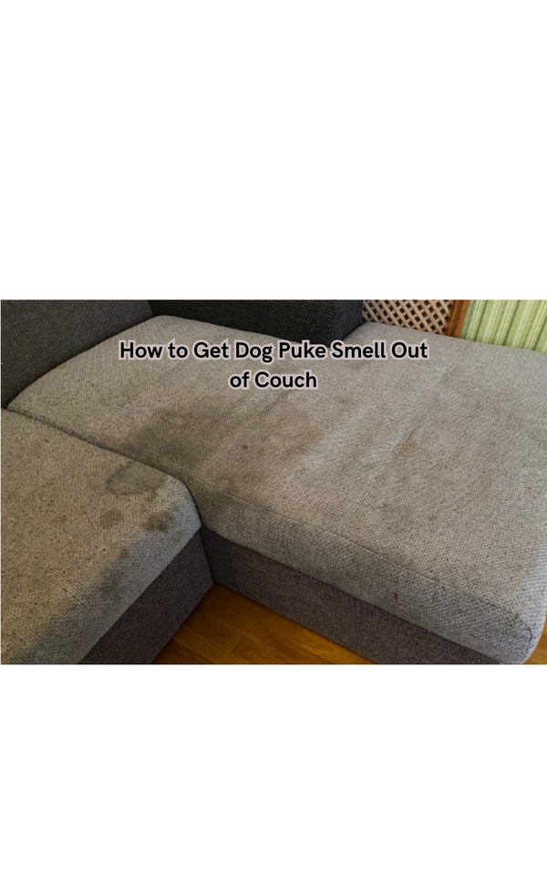 How to Get Dog Puke Smell Out of Couch