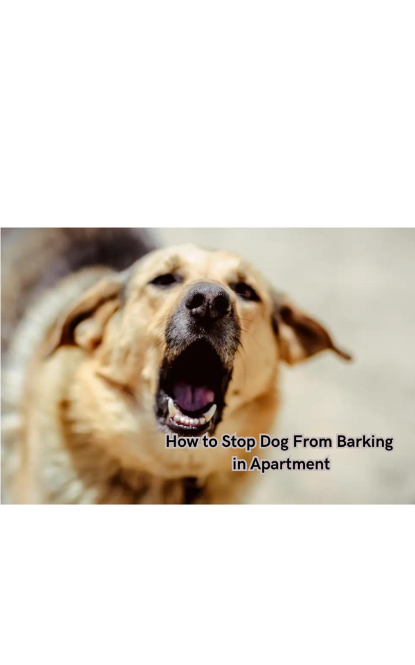 How to Stop Dog From Barking in Apartment