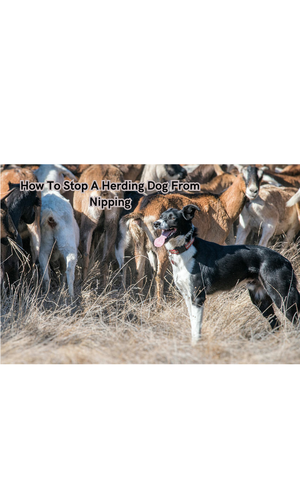How To Stop A Herding Dog From Nipping