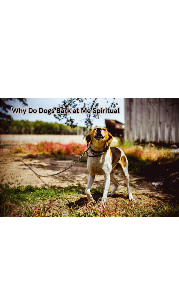 Why Do Dogs Bark at Me Spiritual