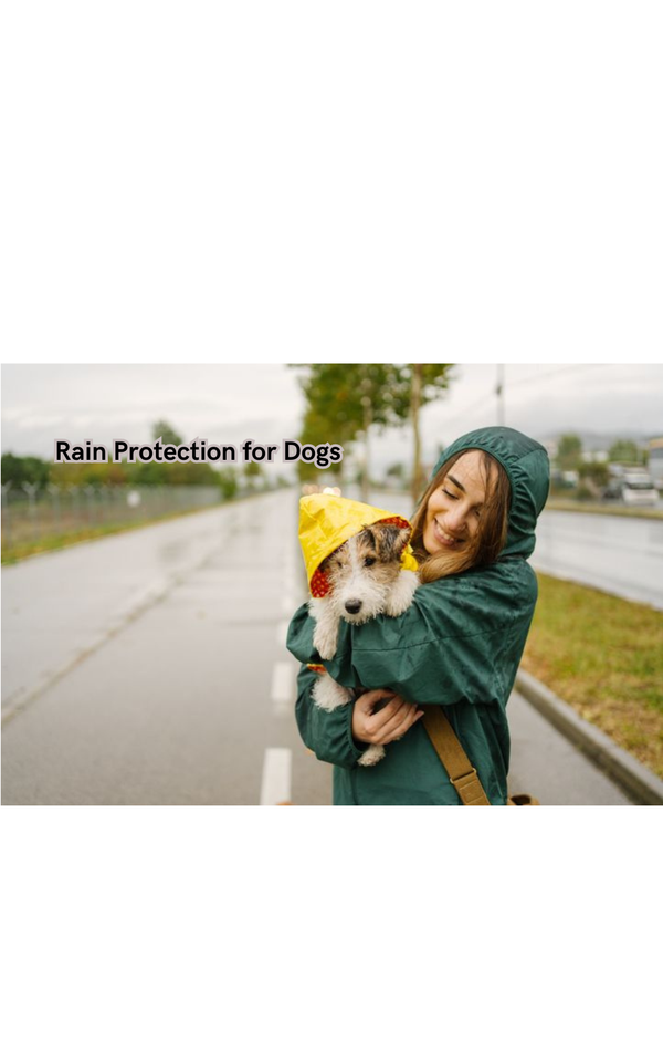 Stay Dry with these Top-Rated Rain Protection for Dogs