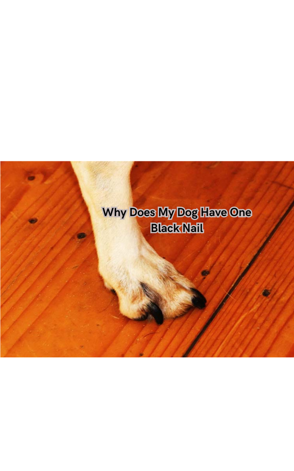 Why Does My Dog Have One Black Nail