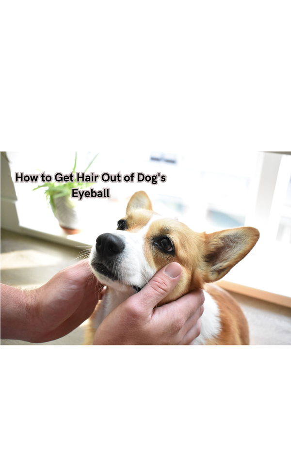 How to Get Hair Out of Dog's Eyeball