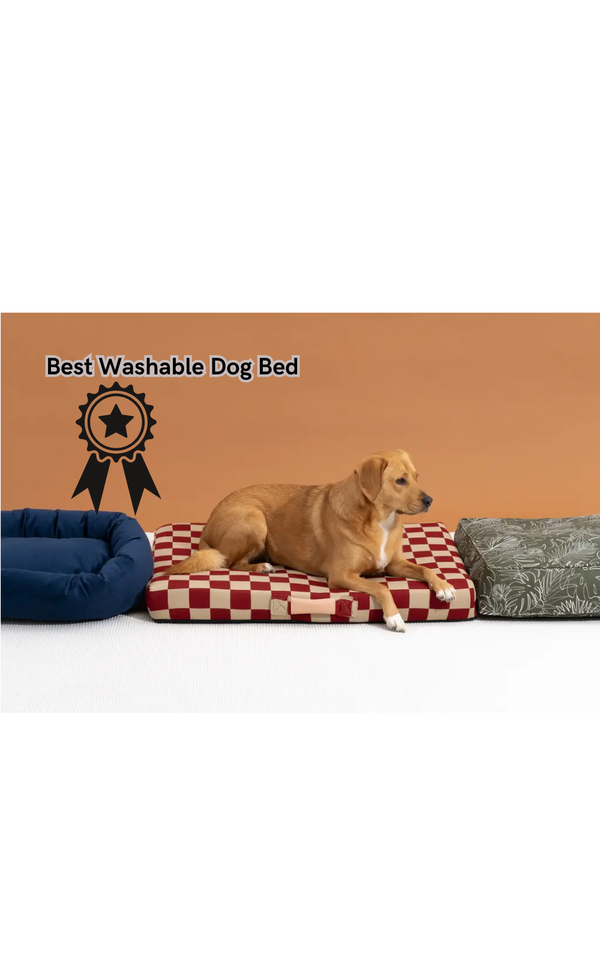 Say Goodbye to Smelly Beds: The Best Washable Dog Bed
