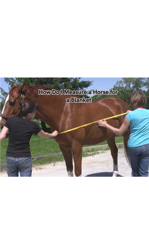 How Do I Measure a Horse for a Blanket