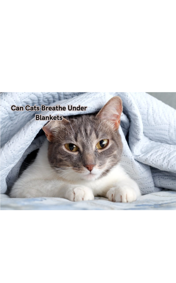 Can Cats Breathe Under Blankets