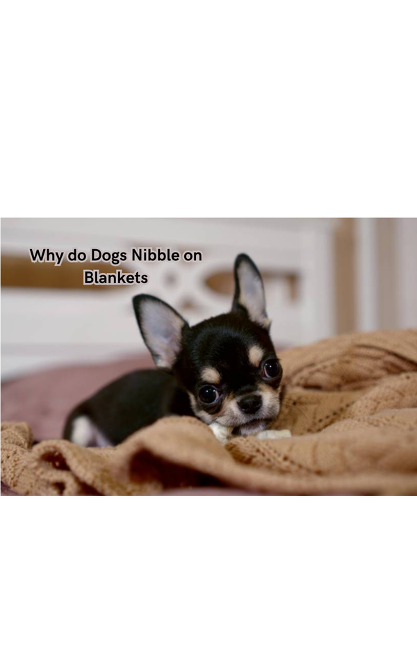 Why do Dogs Nibble on Blankets