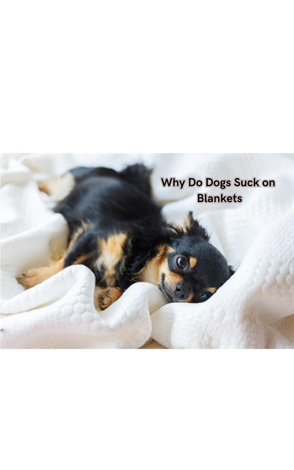 Why Do Dogs Suck on Blankets