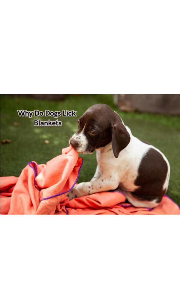 Why Do Dogs Lick Blankets