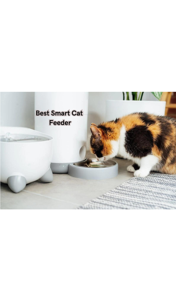 Say Goodbye to Messy Meal Times: Our Best Smart Cat Feeder